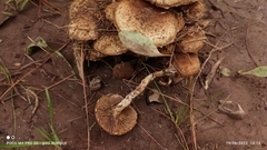 Pholiota terrestris