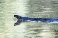 Agkistrodon piscivorus