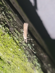 Parapediasia teterrellus