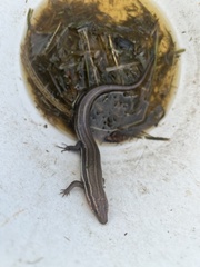 Plestiodon fasciatus