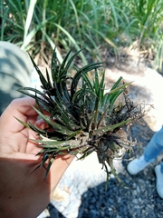 Tillandsia ionantha