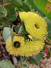 Eucalyptus preissiana