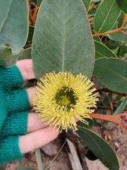 Eucalyptus preissiana