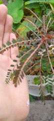 Phyllanthus