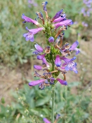Penstemon