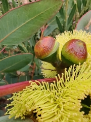 Eucalyptus preissiana