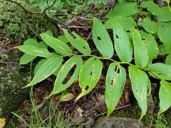 Streptopus lanceolatus