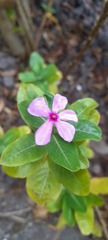 Catharanthus roseus