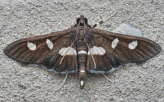 Desmia