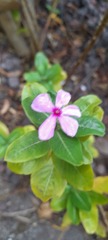 Catharanthus roseus