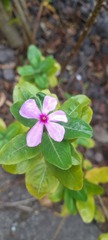 Catharanthus roseus