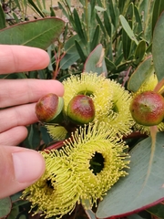 Eucalyptus preissiana