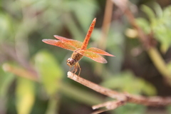 Brachythemis contaminata