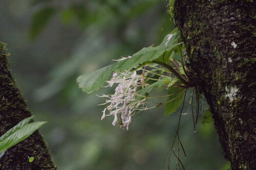 Didymocarpus aureoglandulosus