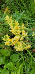 Linaria vulgaris