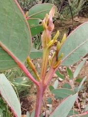 Eucalyptus preissiana