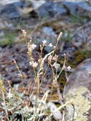 Eriogonum wrightii