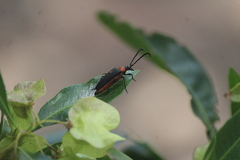 Cyphonotida rostrata