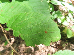 Leiobunum