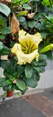 Solandra