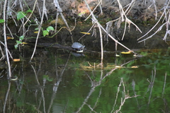 Sternotherus odoratus