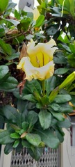 Solandra