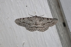 Stenoporpia pulmonaria