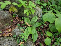 Cypripedium acaule