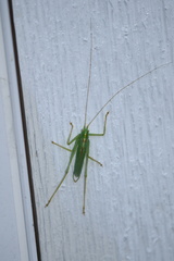 Meconema thalassinum