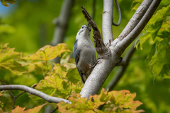 Sitta carolinensis