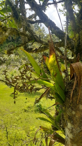 Caribbean strap airplant (Catopsis nitida)