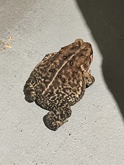 Anaxyrus fowleri