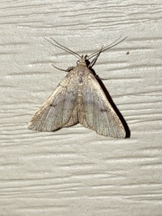 Bleptina caradrinalis