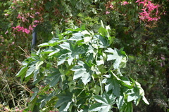 Ricinus communis