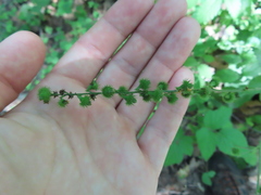 Agrimonia gryposepala