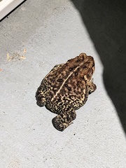 Anaxyrus fowleri
