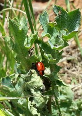 Entomoscelis suturalis