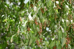 Citharexylum berlandieri