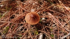 Nolanea