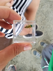 Buprestis confluenta