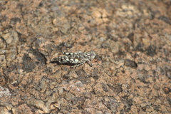 Leuronotina