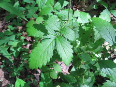 Agrimonia gryposepala