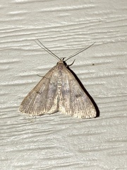 Bleptina caradrinalis