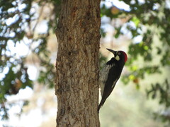 Melanerpes formicivorus
