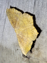 Prochoerodes lineola