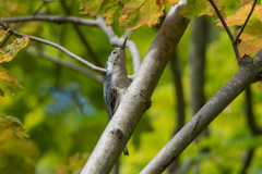 Sitta carolinensis