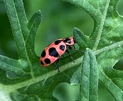 Coleomegilla maculata