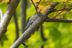 Sitta carolinensis