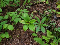 Medeola virginiana