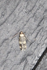 Oegoconia novimundi